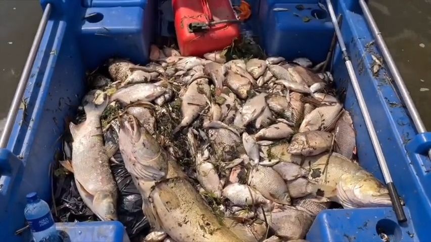 Katastrofa v Polsku: Tuny mrtvých ryb plují po otrávené řece do Baltu